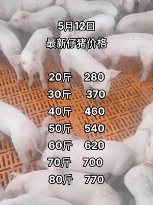 豬價情況最新爆料,最新爆料揭示市場動態(tài)與趨勢